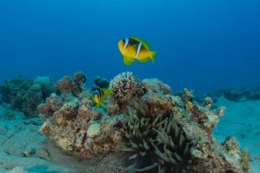 Kızıl Deniz 'de balıklar yüzer, renkli balıklar, Eilat İsrail