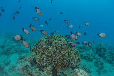 Kızıl Deniz 'de balıklar yüzer, renkli balıklar, Eilat İsrail