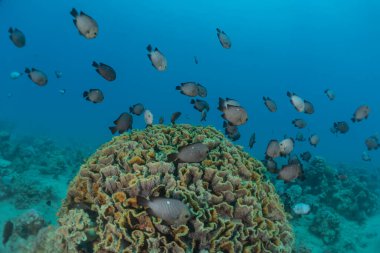 Kızıl Deniz 'de balıklar yüzer, renkli balıklar, Eilat İsrail