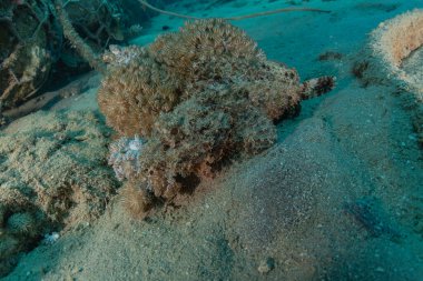 Kızıldeniz 'deki mercan resifi ve su bitkileri, Eilat Israel