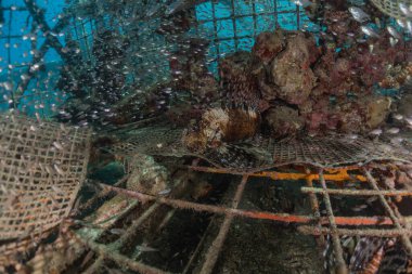 Kızıl Deniz 'deki aslan balığı renkli balık, Eilat Israel