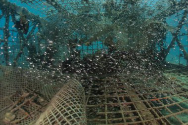 Kızıl Deniz 'de balıklar yüzer, renkli balıklar, Eilat İsrail