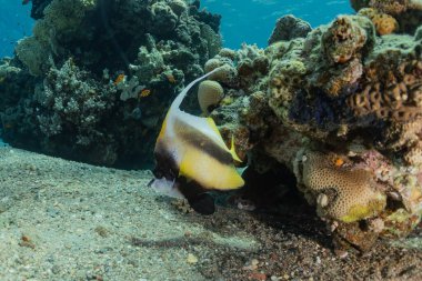 Kızıl Deniz 'de balıklar yüzer, renkli balıklar, Eilat İsrail