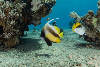 Kızıl Deniz 'de balıklar yüzer, renkli balıklar, Eilat İsrail