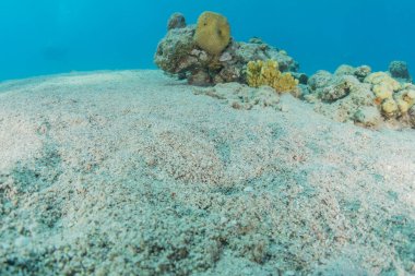 Kızıl Deniz 'de balıklar yüzer, renkli balıklar, Eilat İsrail