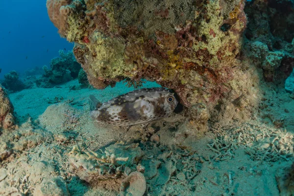 紅海で泳ぐ魚 カラフルな魚 エイラートイスラエル — ストック写真