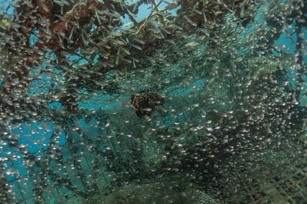 Fish swim in the Red Sea, colorful fish, Eilat Israel