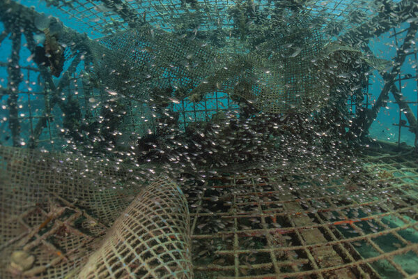 Fish swim in the Red Sea, colorful fish, Eilat Israel