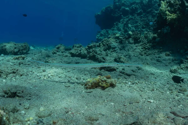 Pesci Nuotare Nel Mar Rosso Pesci Colorati Eilat Israele — Foto Stock