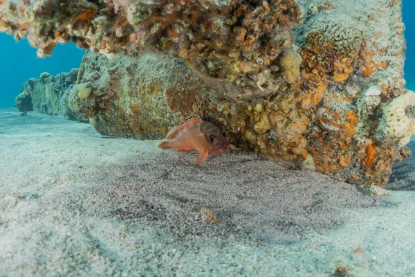 Los Peces Nadan Mar Rojo Peces Coloridos Eilat Israel — Foto de Stock