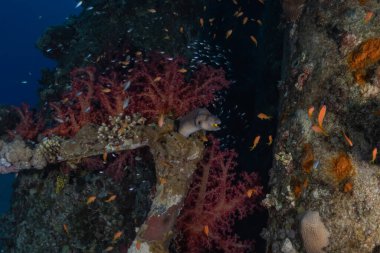 Moray eel Mooray lycodontis Kızıldenizde dalgalanma, Eilat Israel