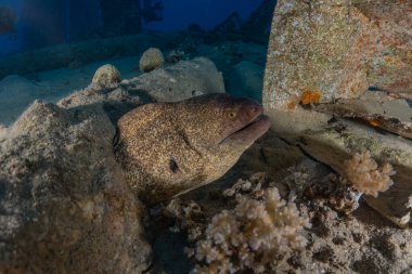 Moray eel Mooray lycodontis Kızıldenizde dalgalanma, Eilat Israel