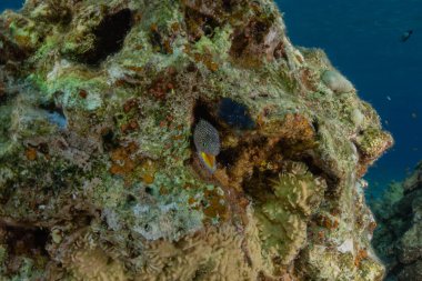 Kızıldeniz 'deki mercan resifi ve su bitkileri, Eilat Israel