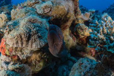 Moray eel Mooray lycodontis Kızıldenizde dalgalanma, Eilat Israel