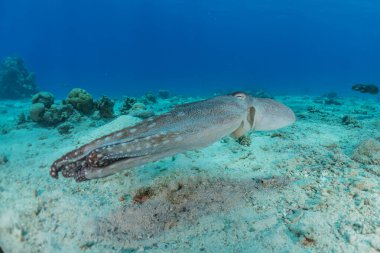 Kızıl Deniz 'deki kamuflajın kralı, Eilat Israel. 