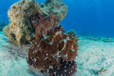 Kızıl Deniz 'deki kamuflajın kralı, Eilat Israel. 