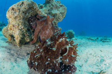 Kızıl Deniz 'deki kamuflajın kralı, Eilat Israel. 