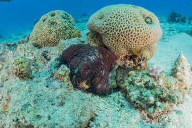 Kızıl Deniz 'deki kamuflajın kralı, Eilat Israel. 