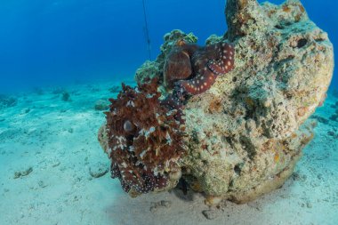 Kızıl Deniz 'deki kamuflajın kralı, Eilat Israel. 