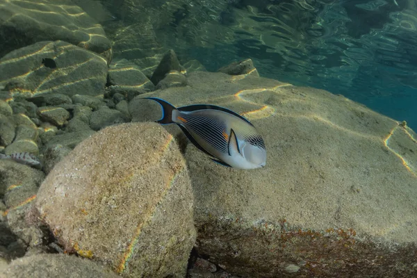 Poissons Nager Dans Mer Rouge Poissons Colorés Eilat Israël — Photo