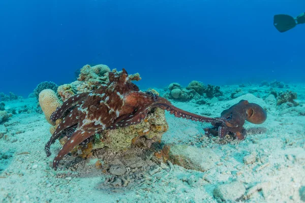 Octopus king of camouflage in the Red Sea, Eilat Israel