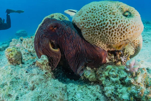 Octopus king of camouflage in the Red Sea, Eilat Israel