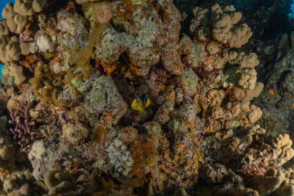 紅海のサンゴ礁と水生植物 エイラートイスラエル — ストック写真