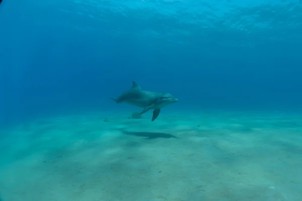 Pływanie Delfinami Morze Czerwone Eilat Izrael — Zdjęcie stockowe