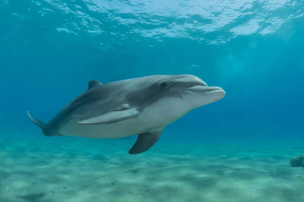 Dolphin Swimming Red Sea Eilat Israel — Stock Photo, Image