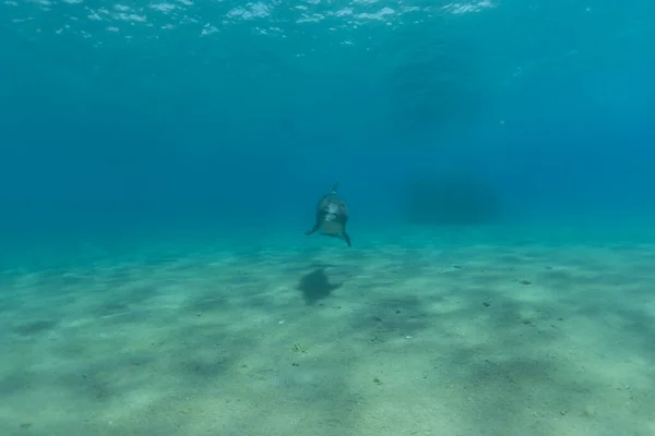 Dauphin Nageant Dans Mer Rouge Eilat Israël — Photo