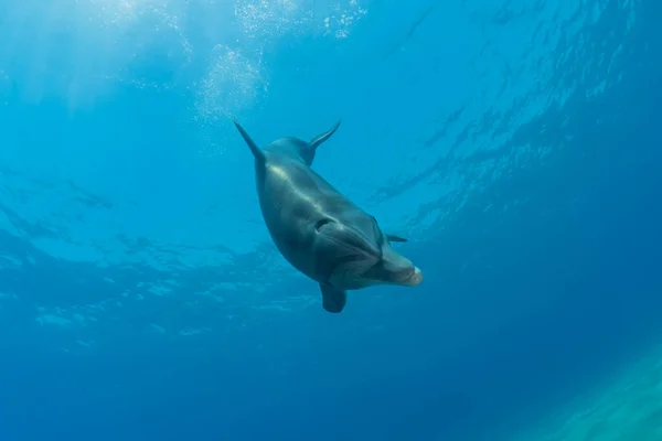 이스라엘 해에서 헤엄치고 돌고래 — 스톡 사진
