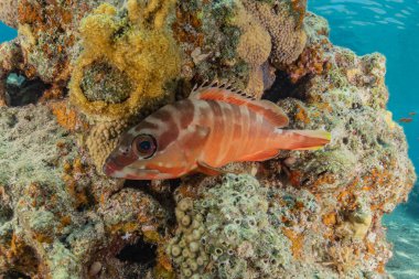 Kızıl Deniz 'de balıklar yüzer, renkli balıklar, Eilat İsrail