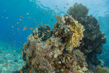 Kızıldeniz 'deki mercan resifi ve su bitkileri, Eilat Israel
