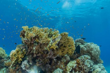 Kızıldeniz 'deki mercan resifi ve su bitkileri, Eilat Israel