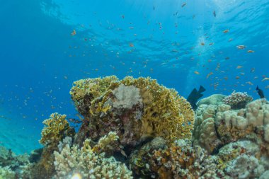 Kızıldeniz 'deki mercan resifi ve su bitkileri, Eilat Israel