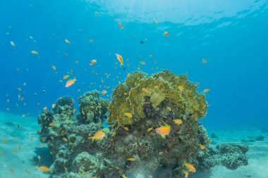 Kızıldeniz 'deki mercan resifi ve su bitkileri, Eilat Israel