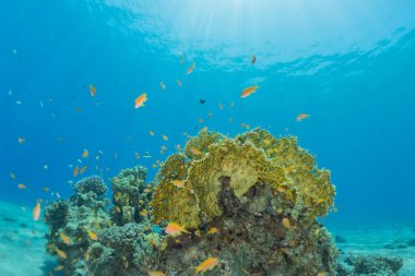 Kızıldeniz 'deki mercan resifi ve su bitkileri, Eilat Israel