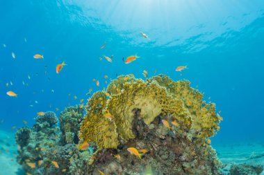 Kızıldeniz 'deki mercan resifi ve su bitkileri, Eilat Israel