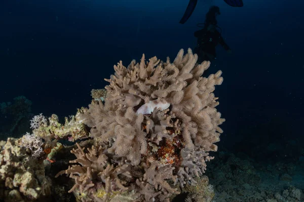 Korallenriff Und Wasserpflanzen Roten Meer Eilat Israel — Stockfoto