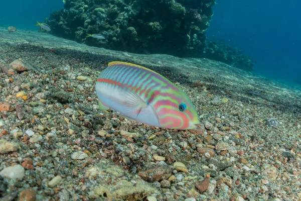 Fische Schwimmen Roten Meer Bunte Fische Eilat Israel — Stockfoto