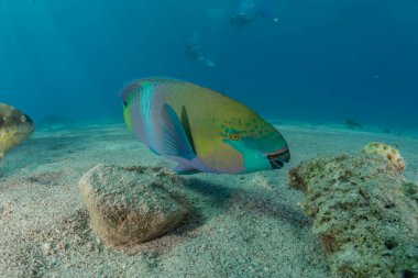 Kızıl Deniz 'de balıklar yüzer, renkli balıklar, Eilat İsrail