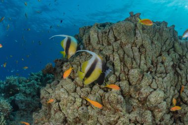 Kızıl Deniz 'de balıklar yüzer, renkli balıklar, Eilat İsrail