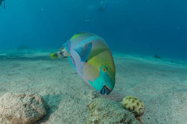 紅海で泳ぐ魚 カラフルな魚 エイラートイスラエル — ストック写真