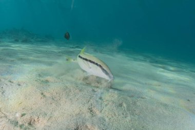 Kızıl Deniz 'de balıklar yüzer, renkli balıklar, Eilat İsrail