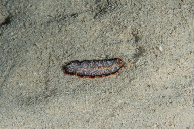 Kızıl Deniz 'deki deniz hıyarı. Renkli ve güzel, Eilat Israel.