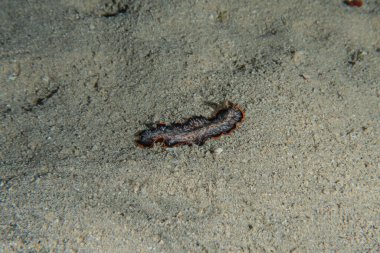 Kızıl Deniz 'deki deniz hıyarı. Renkli ve güzel, Eilat Israel.