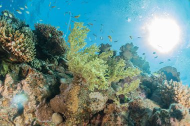 Kızıldeniz 'deki mercan resifi ve su bitkileri, Eilat Israel