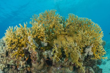 Kızıldeniz 'deki mercan resifi ve su bitkileri, Eilat Israel