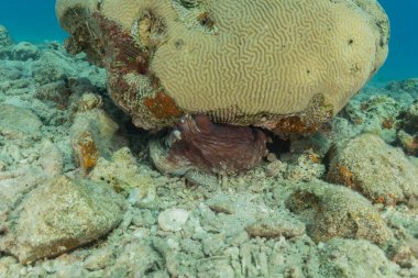 Kızıldeniz 'deki mercan resifi ve su bitkileri, Eilat Israel