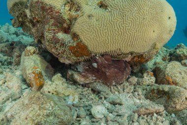 Kızıldeniz 'deki mercan resifi ve su bitkileri, Eilat Israel